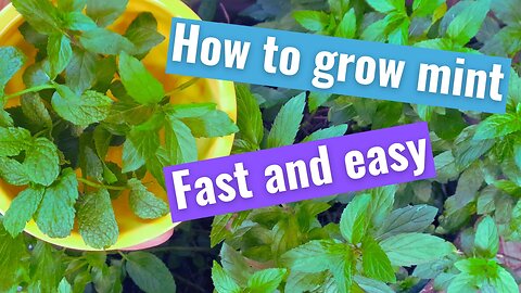 How to grow Mint at home in pots - Peppermint & Spearmint