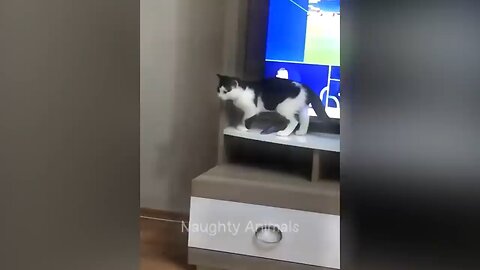 Funny cat and dog fighting 😂😂🤣🐶🙀😂🤣😂🤣😂🤣😂🤣