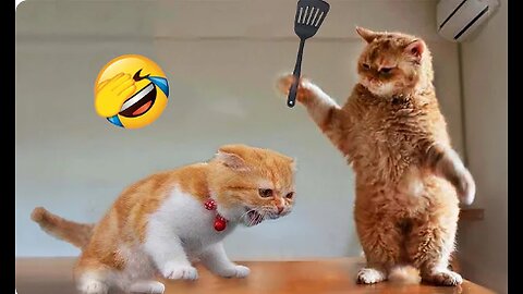 Funniest Animals 2023 😂 Funny Cats 😺 and Dogs 🐶 Videos Part 1