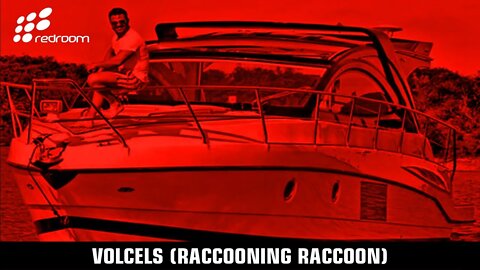 VOLCELS (RACCOONING RACCOON)