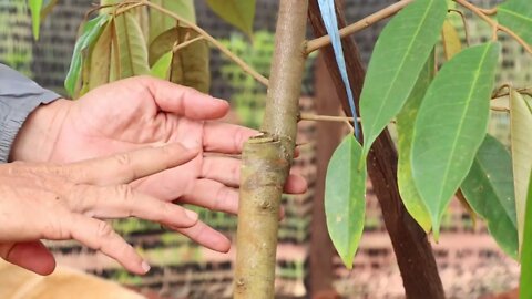 ទុរេន អែន / Durian - Chhun kang