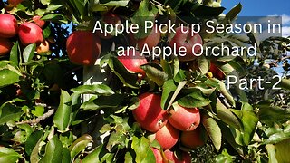 Apple Harvest Season, Part 2