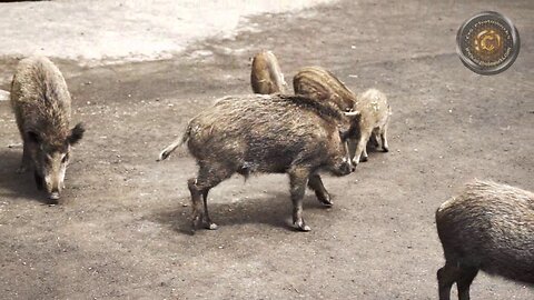 wild boars