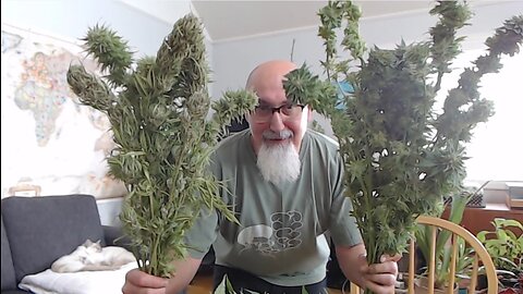 Cannabis Plants: Harvesting Thorsberry & Apricot Mimosa [ASMR, Fireplace & Kitty Cats Sleeping]
