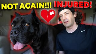 Cane Corso INJURY! Bruce Wayne Back To Vet