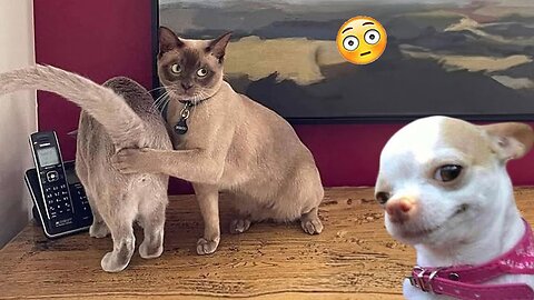Funny cats and dogs video compilation
