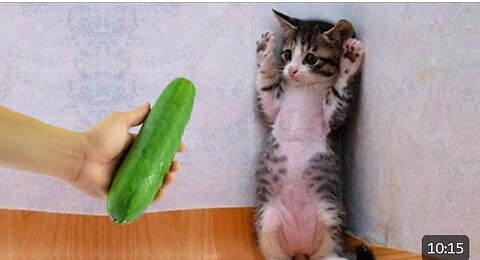 Funny cats videos 😁😁
