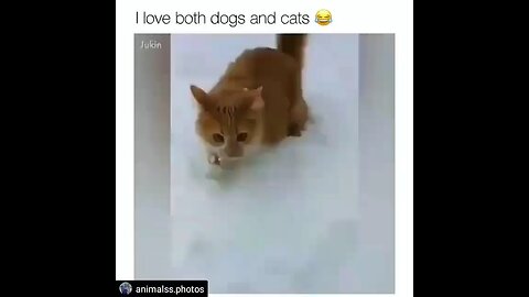 #funny cat and dog #funny animal