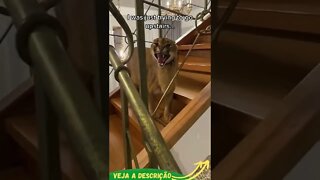 GATINHO SELVAGEM DENTRO DE CASA #shorts #planetaanimalshorts #animals