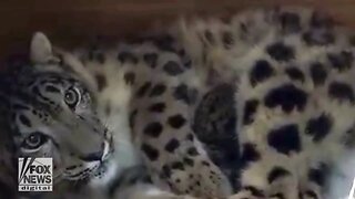 Gorgeous Leopard Born At Local Zoo In 'Incredibly Rare' Moment