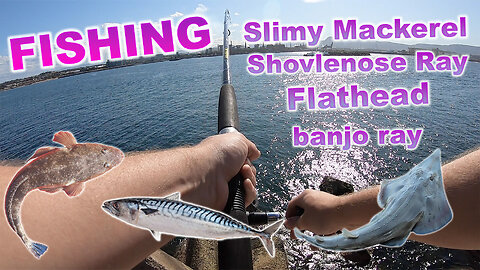 Slimy Mackerel, Flatheads Plus a Banjo Shark & Shovlenoes Ray