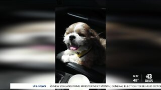 Dog owners seek answers after pet dies in sitters care