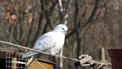 White pigeon video stock footage