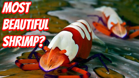 What Make The Shrimp Emperor So Weird