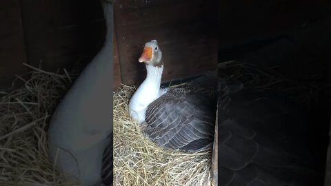 Goose sitting on eggs