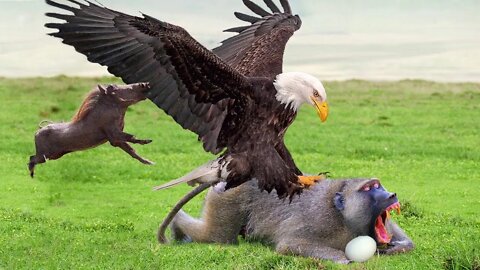 EAGLES KILLING BABOONS?? [Myth or Reality]