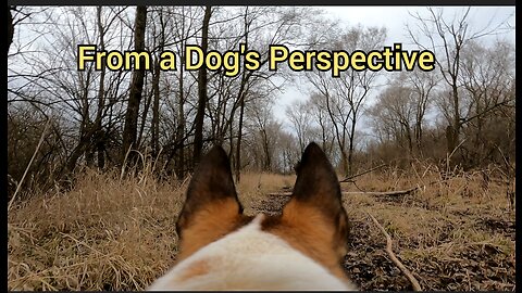 From a Dog's Perspective