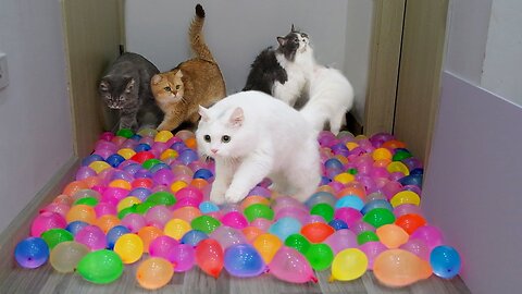 Cats vs Water Balloons | Test Cats IQ