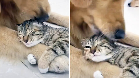 Dog gives the cute cat a lovely tongue bath