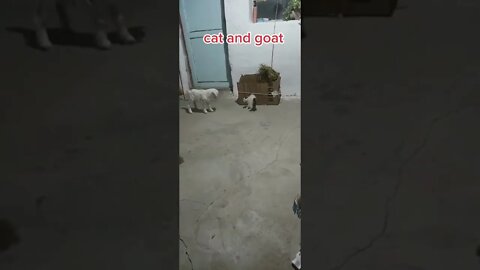 kucing vs kambing