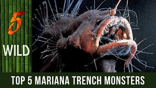 Top 5 Newly Discovered Ocean Monsters In The Mariana Trench | #5WILD