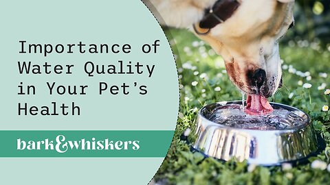 The Importance of Water Quality in Your Pet's Health