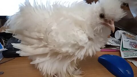 Frizzle Pullet jumped up on the desk. 17th December 2020 ( Video 2 )