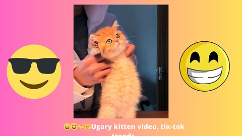 😄😀🐈🐱UGARY KITTEN VIDEO, TIK-TOK TRENDS.