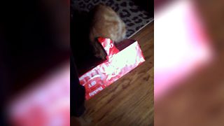 Curious Cat Gets Stuck In A Box