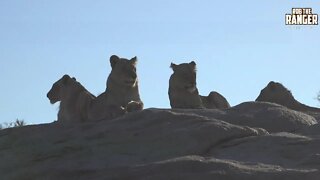 Beautiful Pride Of Lions Sunning Themselves On A Rock