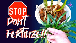 SIX TIPS when NOT to FERTILIZE your ORCHIDS and WHY | Orchid Care for Beginners & Pros