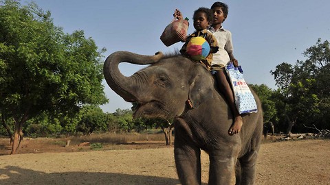 Orphaned Elephant Calves Have Human Baby Handlers