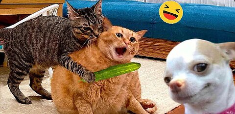 Funny Dogs And Cats Videos 2024