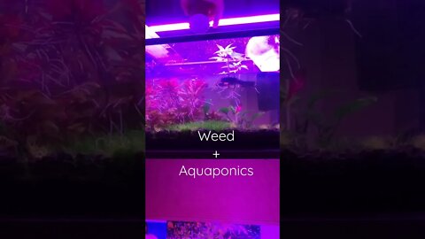 Sub to the channel if you’re curious about small scale aquaponics for cannabis!