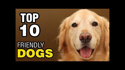 Top 10 friendly 🐶dog's