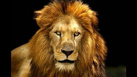 LION MENTALITY - Motivational Video