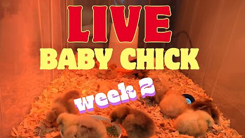 Copy of Live! Week 2 - Brooding baby 🐥 Silkie 🐣 Chickens 🐤