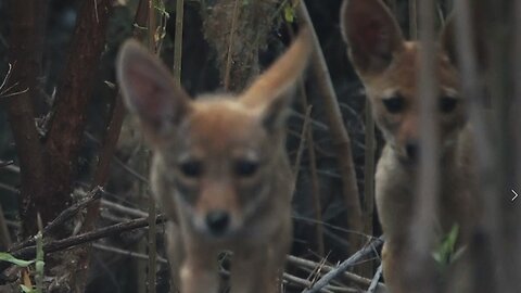 Coyote Pups