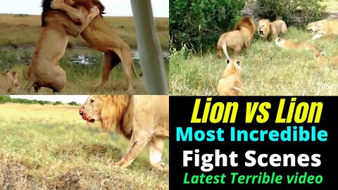Lion vs Lion real fight || Lion vs lioness || lion vs lion ||@TOP ANIMALS
