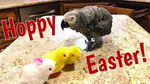 Talking parrot enjoys a very Happy Easter!