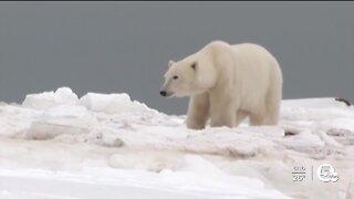 Could polar bear paws lead to better tire traction?