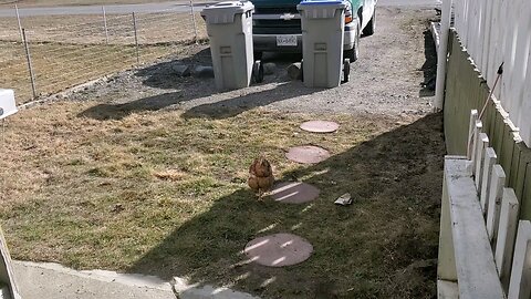 Chicken came to visit
