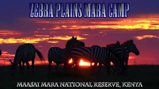 Zebra Plains Mara Camp Promotional Clip #2 | Maasai Mara Safari