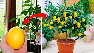 How to Grow a Lemon Tree from Seed Easily in Your Own Home