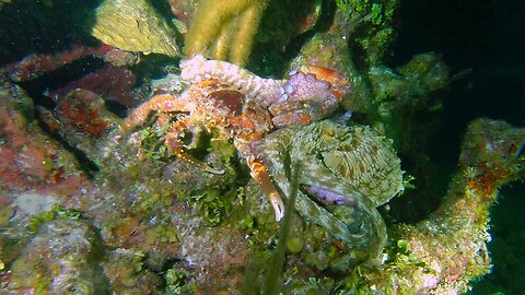 Gigantic crab is no match for a hungry octopus