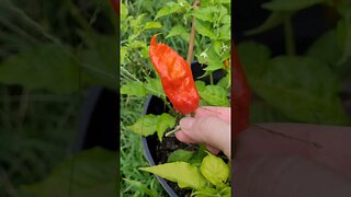 Carolina Reapers