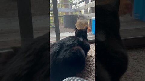 KITTY TV TIME Ep2 CONTINUED