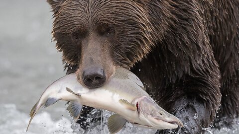 Alaskan Monster Bears Go At It