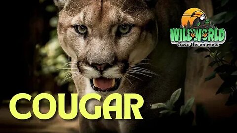 cougar