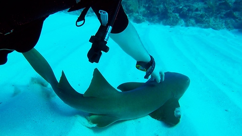 Baby shark follows divers, gets scratch on the head